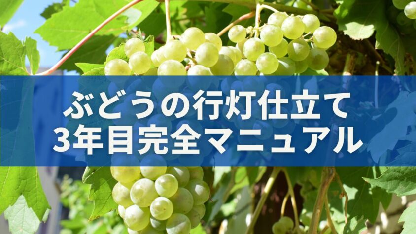 ぶどうの行灯仕立て3年目完全マニュアル