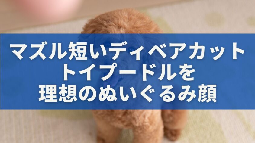 マズル短いディベアカットトイプードルを理想のぬいぐるみ顔